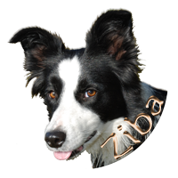 Ziba de border-collie