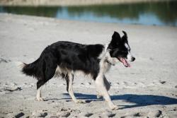 moeilijk lopen