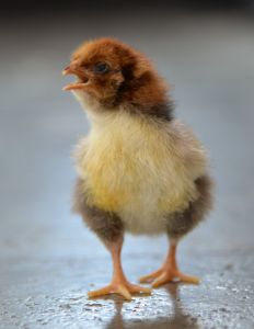 Chikkies