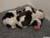 pups