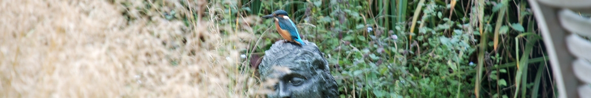 ijsvogeltje